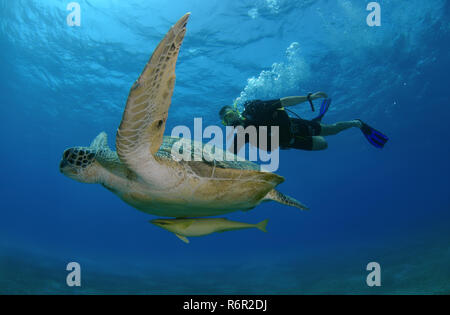 Sub nuota accanto a tartaruga verde (Chelonia Mydas) Mare Rosso, Marsa Alam, Abu Dabab, Egitto Foto Stock