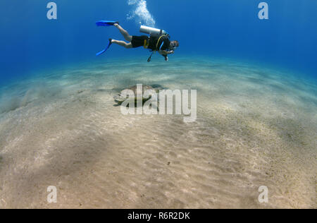 Sub nuota vicino a tartaruga verde (Chelonia Mydas) Mare Rosso, Marsa Alam, Abu Dabab, Egitto Foto Stock