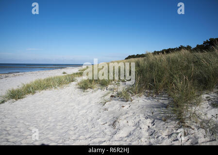 Ci viene naturale della spiaggia di sabbia che si affaccia sul Mar Baltico sulla costa occidentale dell isola di Hiddensee sostenuta da una foresta oldgrown con pino silvestre. Foto Stock