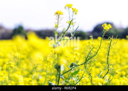 La canola di campo dei fiori in jeju island vicino ups Foto Stock