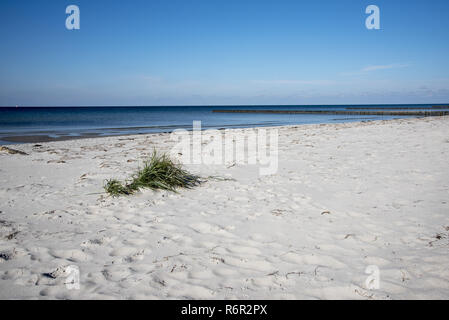 Ci viene naturale della spiaggia di sabbia che si affaccia sul Mar Baltico sulla costa occidentale dell isola di Hiddensee nel nord-est della Germania con beachgrass europeo in crescita. Foto Stock