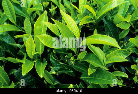 Le foglie di tè a Coonor, Tamil Nadu, India Foto Stock