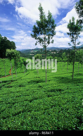 Le piantagioni di tè a Coonor, Tamil Nadu, India Foto Stock