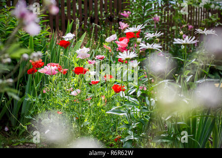 Papaveri e chamomiles nel giardino estivo Foto Stock