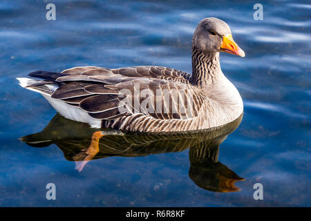 Nuoto graylag wild goose (Anser anser) nel Parco Foto Stock