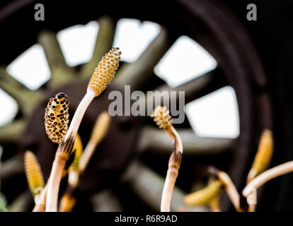 Vintage automotive antico trattore ruota di legno raggi con piccole piante Foto Stock