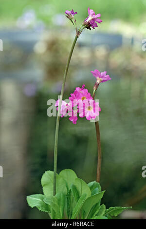 Tagete primrose marsh primrose marsh primrose primula rosea Foto Stock