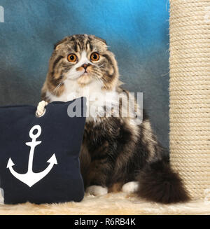 Highland fold, nero tabby bianco (classic), seduto su un cuscino Foto Stock