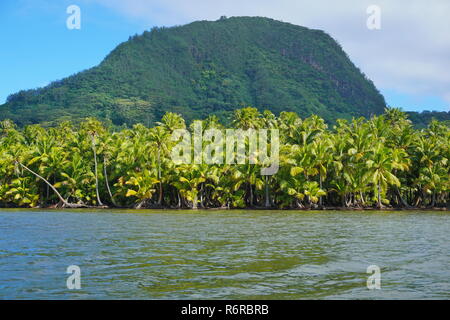 Lussureggianti palme di cocco sulla riva del lago Fauna Nui con il monte Moua Tapu in background, Huahine isola, Polinesia francese, Sud Pacifico Foto Stock