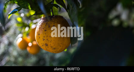 Arancio con maturi frutti tondi in una giornata di sole Foto Stock