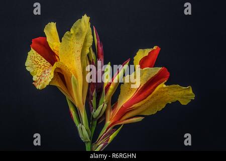 Canna cleopatra Foto Stock