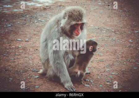 Macaque giapponese e baby, Iwatayama monkey park, Kyoto, Giappone Foto Stock