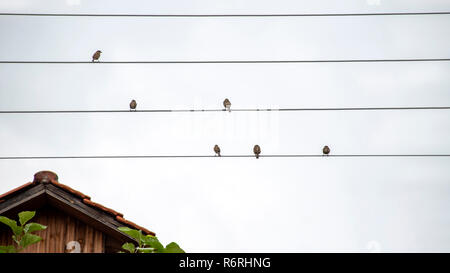 Sparrow uccelli seduti sui fili elettrici. Piastrella dal tetto di casa. La Grecia Foto Stock