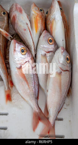 Red tilapia o Donnie Rowland pesce vendere nel mercato. La Grecia Foto Stock