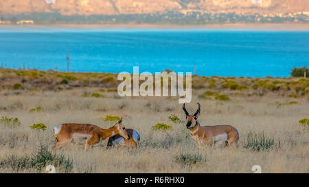 Pronghorn Antelope su un pascolo vicino Lago Utah Foto Stock