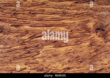 Bellissimo sfondo di legno. Di aspetto rustico e ocra, marrone, tostato, dai toni dorati. Le venature e i nodi sono apprezzati. Foto Stock