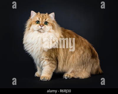 Incredibile fluffy British Longhair Cat kitten, lato permanente di modi, guardando dritto in telecamera con grande verde / giallo occhi. Isolato su sfondo nero. Foto Stock