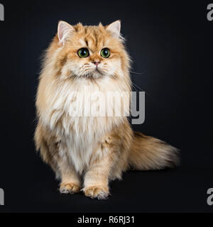 Incredibile fluffy British Longhair Cat kitten, in piedi, guardando accanto a lente con grande verde / giallo occhi. Isolato su sfondo nero. Una zampa sollevata. Foto Stock