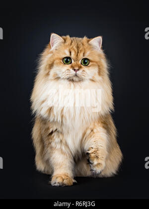 Incredibile fluffy British Longhair Cat gattino, seduto dritto fino alla ricerca accanto a lente con grande verde / giallo occhi. Isolato su sfondo nero. One p Foto Stock