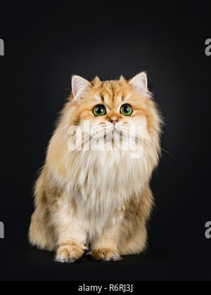 Incredibile fluffy British Longhair Cat gattino, seduta inclinato in avanti, guardando al di sopra di la lente con grande verde / giallo occhi. Isolato su sfondo nero. Foto Stock