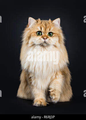 Incredibile fluffy British Longhair Cat gattino, seduto dritto fino, guardando dritto a lente con grande verde / giallo occhi. Isolato su sfondo nero. Foto Stock