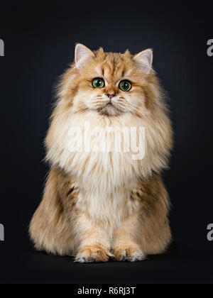 Incredibile fluffy British Longhair Cat gattino, seduto dritto fino, guardando dritto a lente con grande verde / giallo occhi. Isolato su sfondo nero. Foto Stock