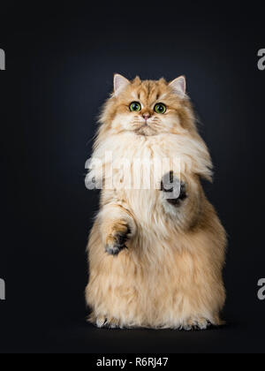 Incredibile fluffy British Longhair Cat kitten, in piedi sulle zampe posteriori con zampe anteriori in aria come meerkat, guardando dritto a lente con grande verde / giallo Foto Stock