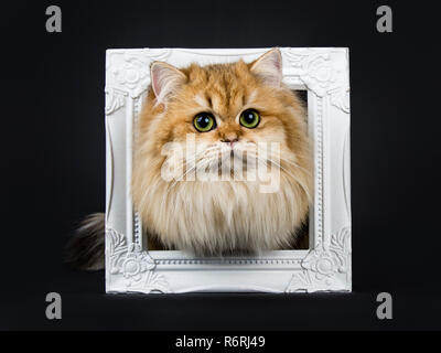 Incredibile fluffy British Longhair Cat gattino, in piedi con la testa attraverso il photo frame, guardando dritto a lente con grande verde / giallo occhi. Isolato su Foto Stock