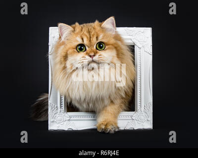 Incredibile fluffy British Longhair Cat gattino, in piedi con una zampa attraverso il photo frame, guardando dritto a lente con grande verde / giallo occhi. Isolato Foto Stock