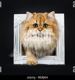 Incredibile fluffy British Longhair Cat gattino, in piedi con una zampa attraverso il photo frame, guardando dritto a lente con grande verde / giallo occhi. Isolato Foto Stock