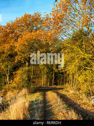 Foglie di autunno a Hovingham Boschi Foto Stock