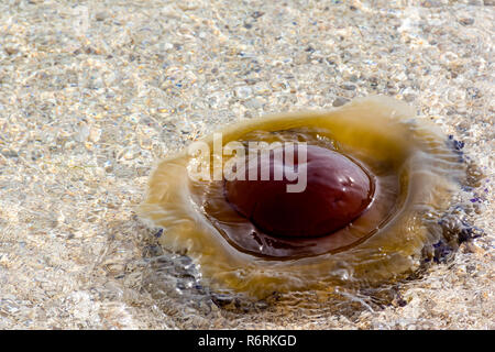 Cotylorhiza tuberculata - enormi meduse nel Mare Adriatico, Croazia Foto Stock