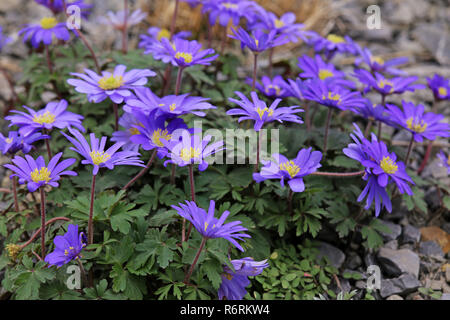 Fioritura precoce blu windflowers dei Balcani o raggi anemone blanda anemone Foto Stock