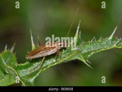 Scarafaggio tedesco (blattella germanica) su una pianta di Thistle giallo. Foto Stock