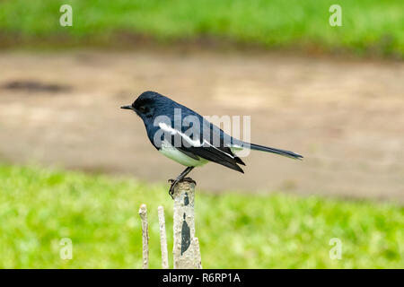 Oriental Magpie Robin, Copsychus saularis presso Nuwara Eliya, Sri Lanka Foto Stock