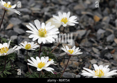 Radiant anemone blanda anemone splendore bianco Foto Stock