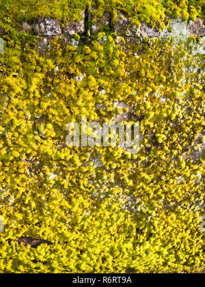 La luce del sole ha colpito il muro con il giallo e il verde il lichen moss sfondo crescente Foto Stock