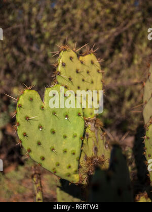 A forma di cuore ad cactus Foto Stock
