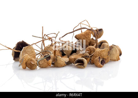 Medical essiccato i funghi magici. Foto Stock