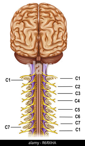 Il plesso cervicale. Controlla le funzioni motorie del collo, è il plesso nervoso superiore del sistema nervoso periferico. Foto Stock