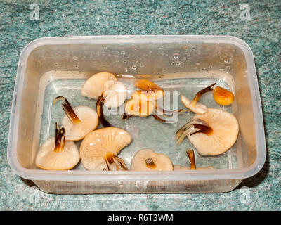 Funghi foraged gambo di velluto bancone lavato i funghi Foto Stock