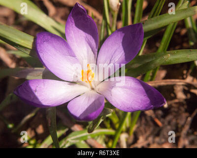 Bella viola e arancione crocus flower forest floor molla close up macro dettaglio interno Foto Stock