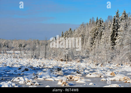 Neve fresca in una zona umida all'inizio dell'inverno, maggiore Sudbury, Ontario, Canada Foto Stock