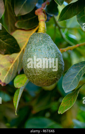 Tropicale albero di avocado con verdi maturi frutti di avocado crescente su plantation su Gran Canaria Island, Spagna, pronto per il raccolto stagionale Foto Stock