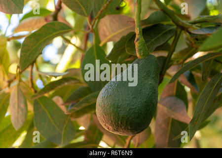 Tropicale albero di avocado con verdi maturi frutti di avocado crescente su plantation su Gran Canaria Island, Spagna, pronto per il raccolto stagionale Foto Stock