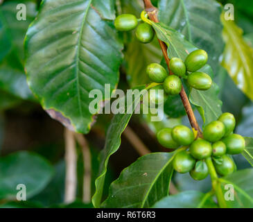 Il ramo di arabica coffee tree su plantation con maturazione verde i chicchi di caffè close up Foto Stock