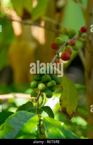 Il ramo di arabica coffee tree su plantation con maturazione verde i chicchi di caffè close up Foto Stock