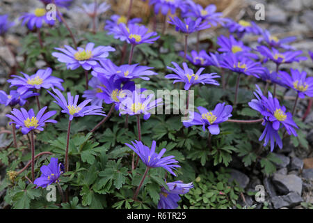 Fioritura blu windflowers dei Balcani o ray anemoni. anemone blanda Foto Stock