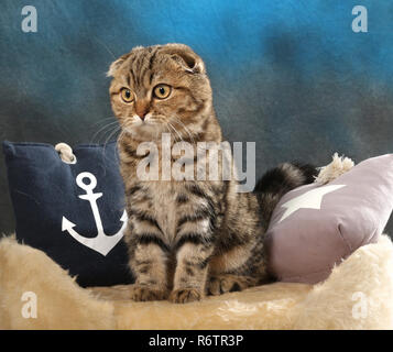 Scottish Fold, nero tabby spotted, seduto su un cuscino Foto Stock