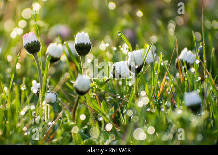 Daisy su th campo coperto di rugiada Foto Stock